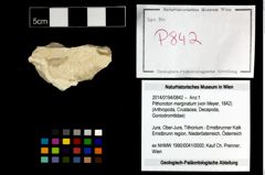 Foto (Objekt + Etikett) von Pithonoton marginatum (von Meyer, 1842)  (NHMW-GEO-2014-0194-0842)